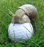 Schnecke sitzend auf einem Golfball